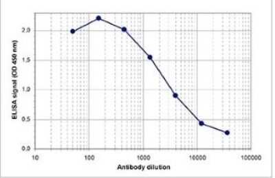 Dot Blot: Histone H3 [ac Lys23] Antibody [NBP2-59175] - A Dot Blot analysis was performed to test the cross reactivity of the antibody against H3K23ac with with peptides containing other modifications and unmodified sequences of histone H3. One hundred to 0.2 pmol of the peptide containing the respective histone modification were spotted on a membrane. The antibody was used at a dilution of 1:1,000. Figure shows a high specificity of the antibody for the modification of interest.